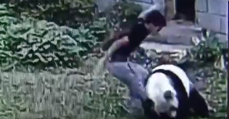 viral panda video