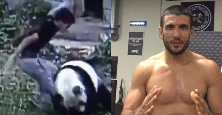 viral panda video